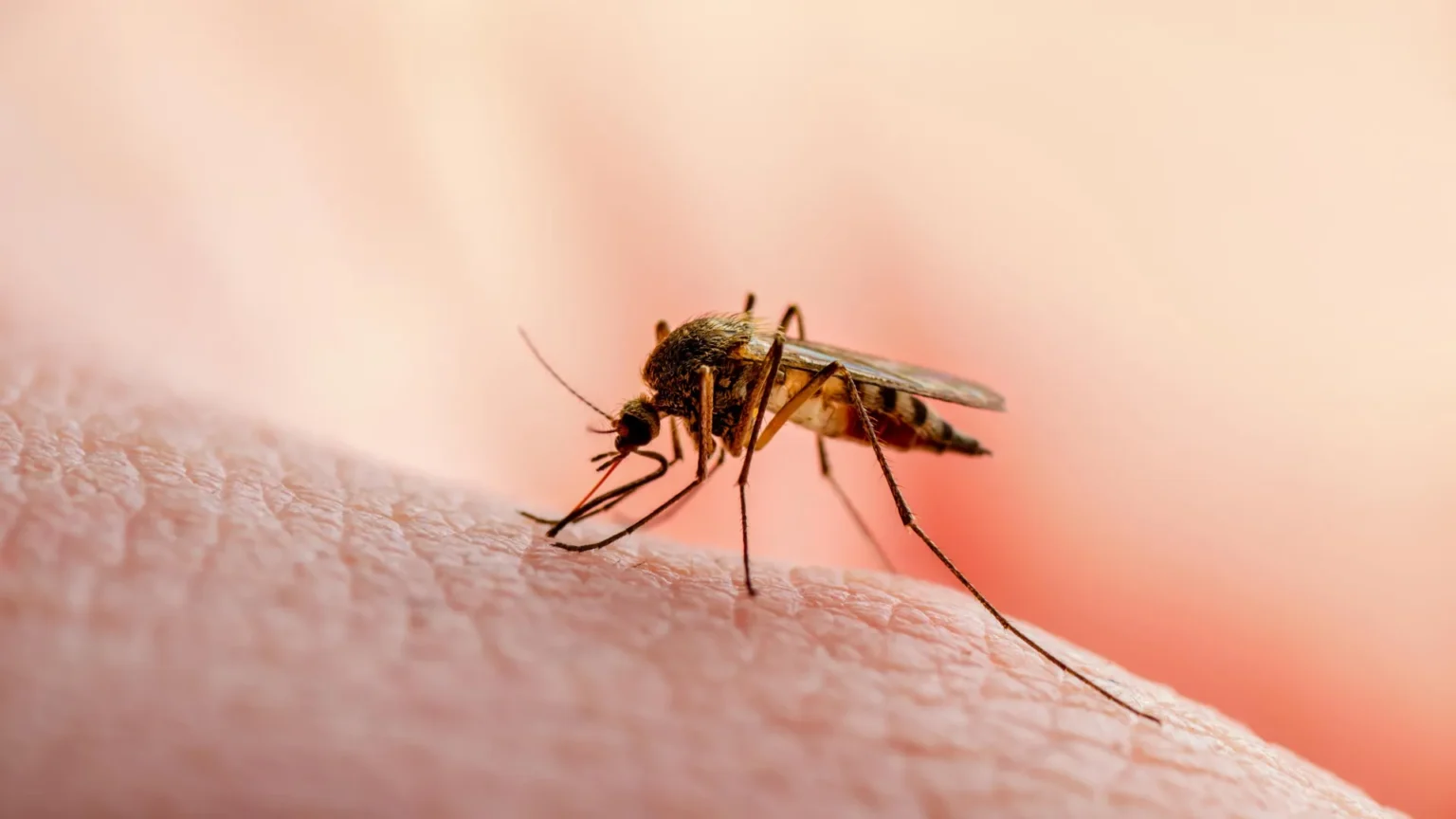 Nova estratégia contra malária usa proteína ARK1 e interrompe transmissão
