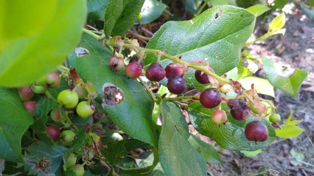 Camu-camu: fruta brasileira tem 60x mais vitamina C que laranja